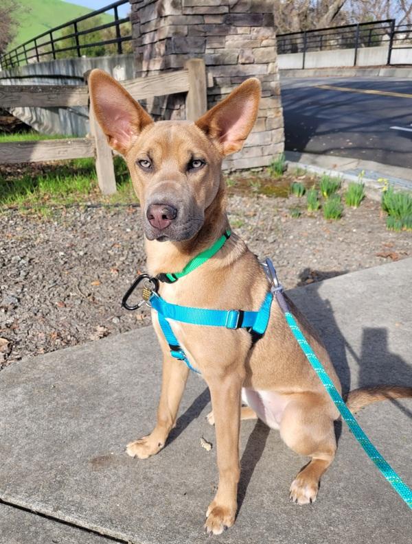 Enlarge Boeing, a Adoptable mixed breed in Oakland, CA image 6/6