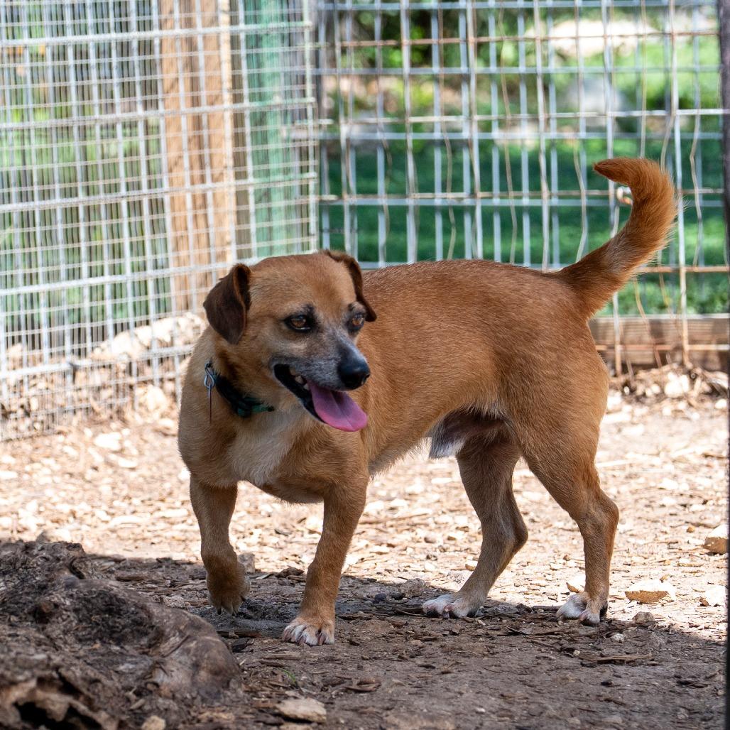 Patches, Adoptable, Adult Male Miniature Dachshund & Pug.