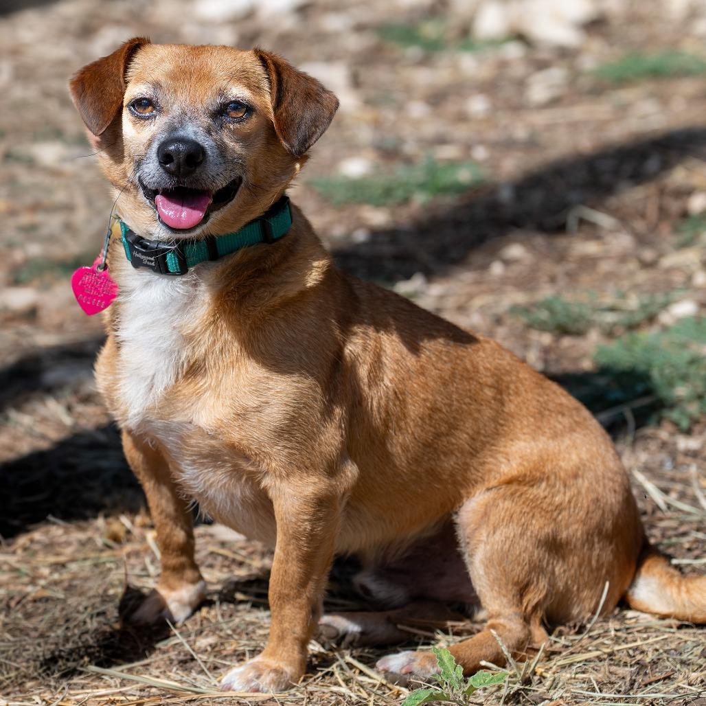 Patches, a Adoptable mixed breed in Wimberley, TX image 2/6