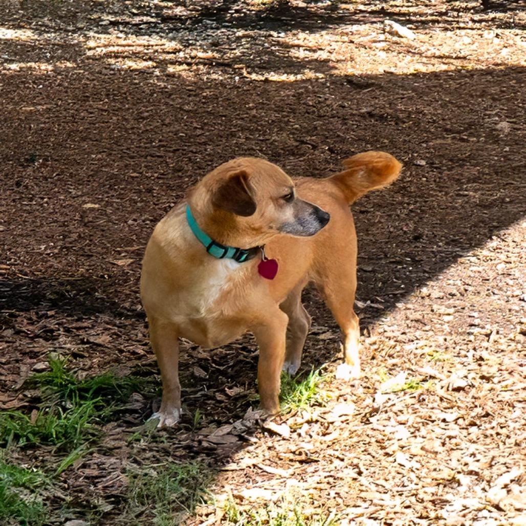 Patches, a Adoptable mixed breed in Wimberley, TX image 1/6