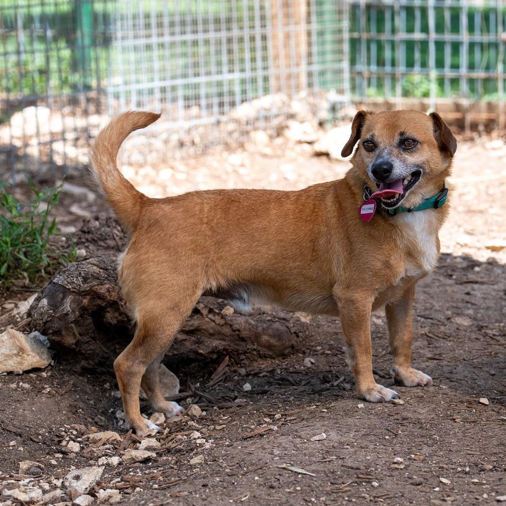 Patches, a Adoptable mixed breed in Wimberley, TX image 3/6