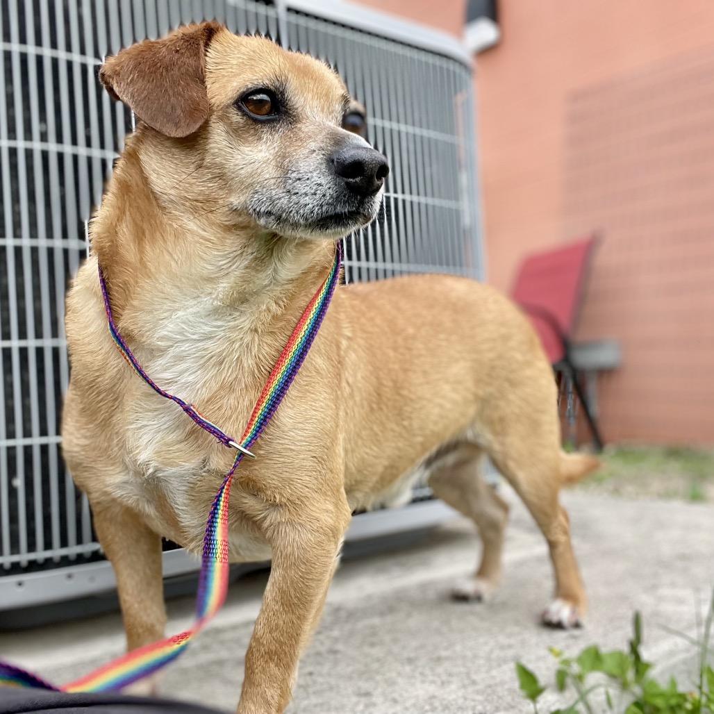 Patches, a Adoptable mixed breed in Wimberley, TX image 2/6