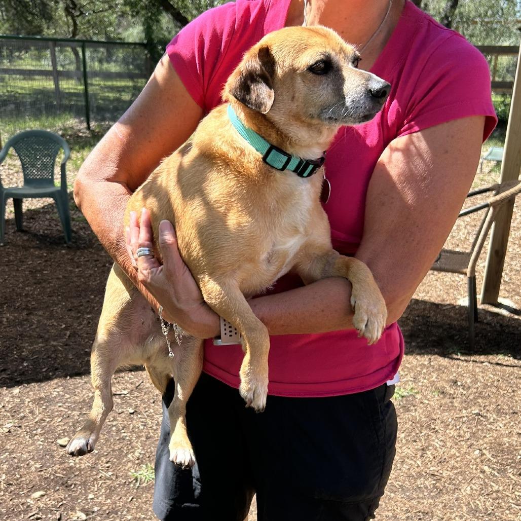 Patches, a Adoptable mixed breed in Wimberley, TX image 3/6
