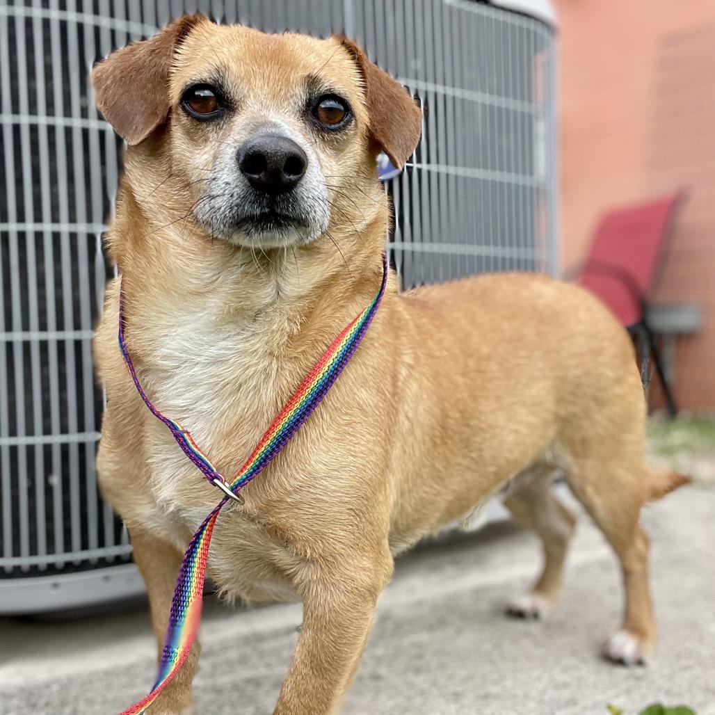Patches, a Adoptable mixed breed in Wimberley, TX image 4/6