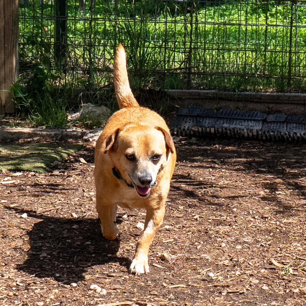 Patches, a Adoptable mixed breed in Wimberley, TX image 5/6