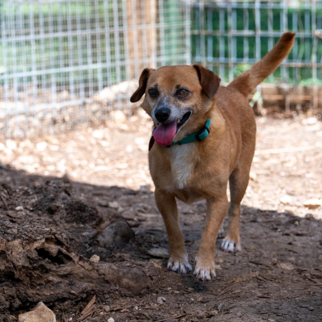 Patches, a Adoptable mixed breed in Wimberley, TX image 5/6