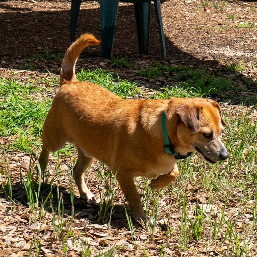 Patches, a Adoptable mixed breed in Wimberley, TX image 6/6