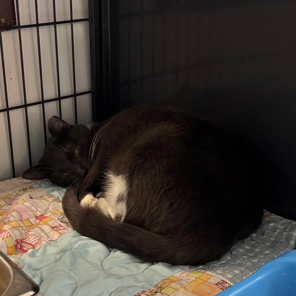 It's A Trap, Adoptable, Adult Female Domestic Short Hair.