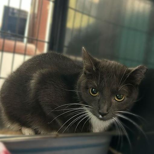 Enlarge It's A Trap, a Adoptable Domestic Short Hair in Davenport, IA image 2/2