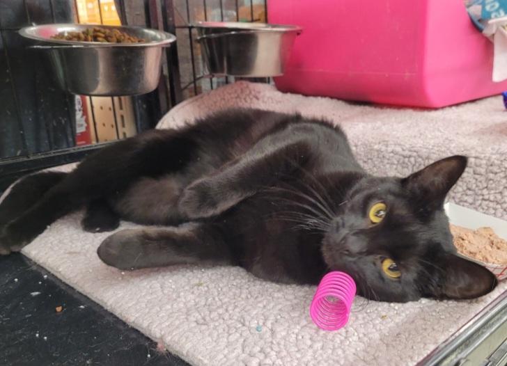 Esmeralda, a Adoptable Domestic Short Hair in Bear, DE image 1/3