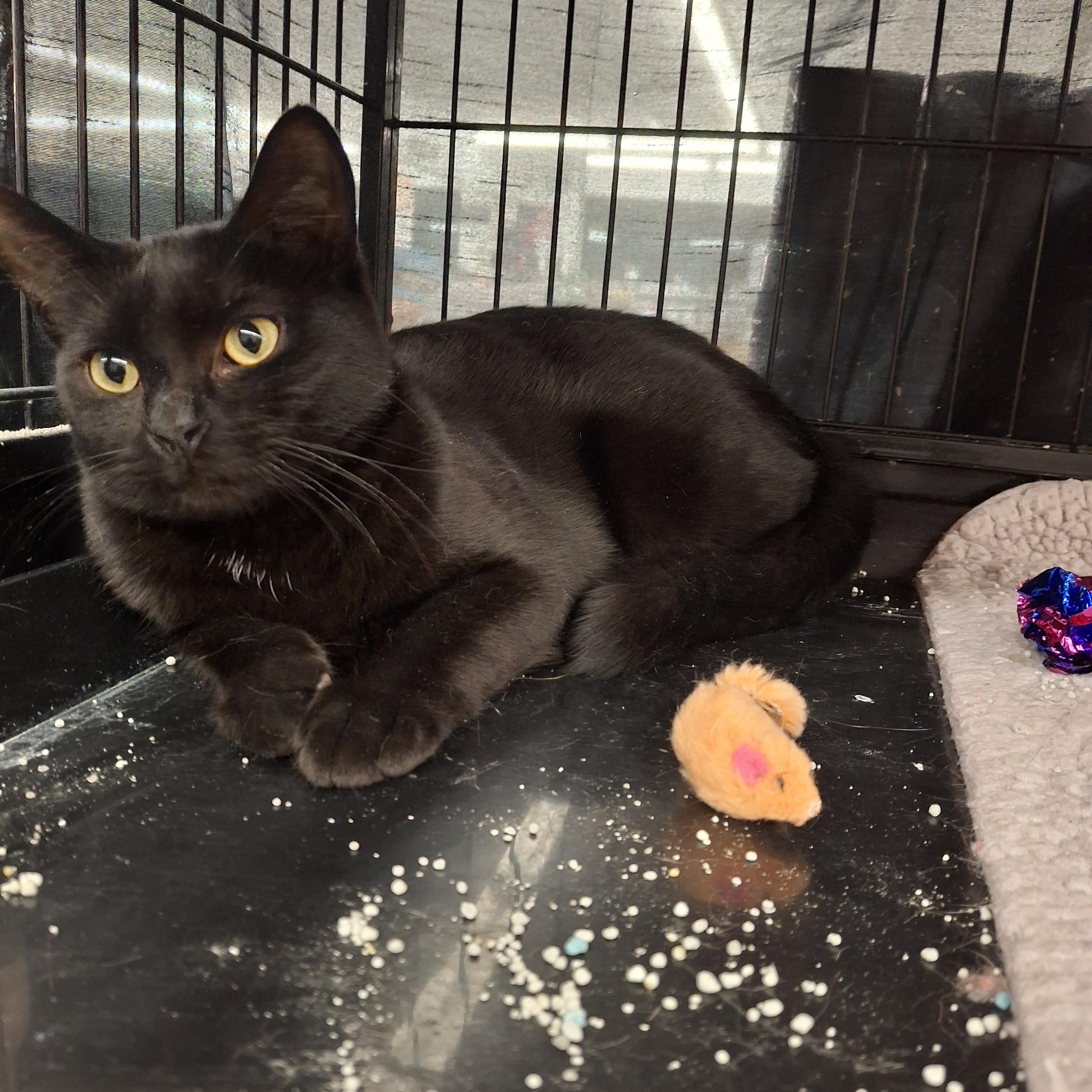 Esmeralda, a Adoptable Domestic Short Hair in Bear, DE image 3/3