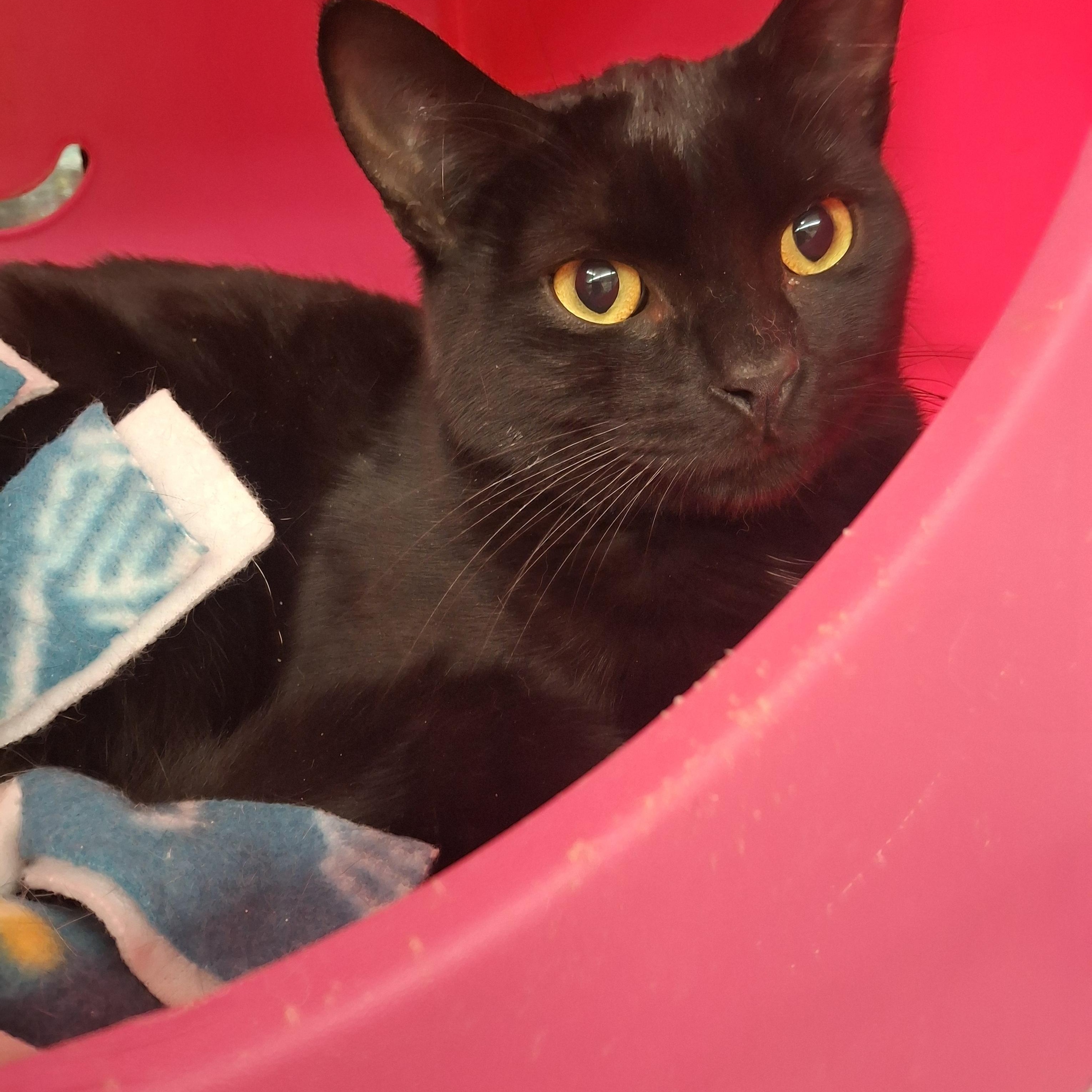 Esmeralda, a Adoptable Domestic Short Hair in Bear, DE image 2/3