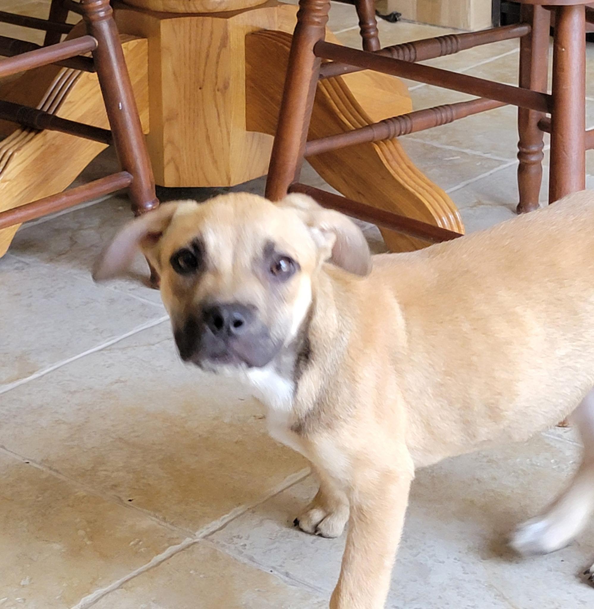 Regine , a ADOPTABLE mixed breed in St. Augustine, FL image 3/3