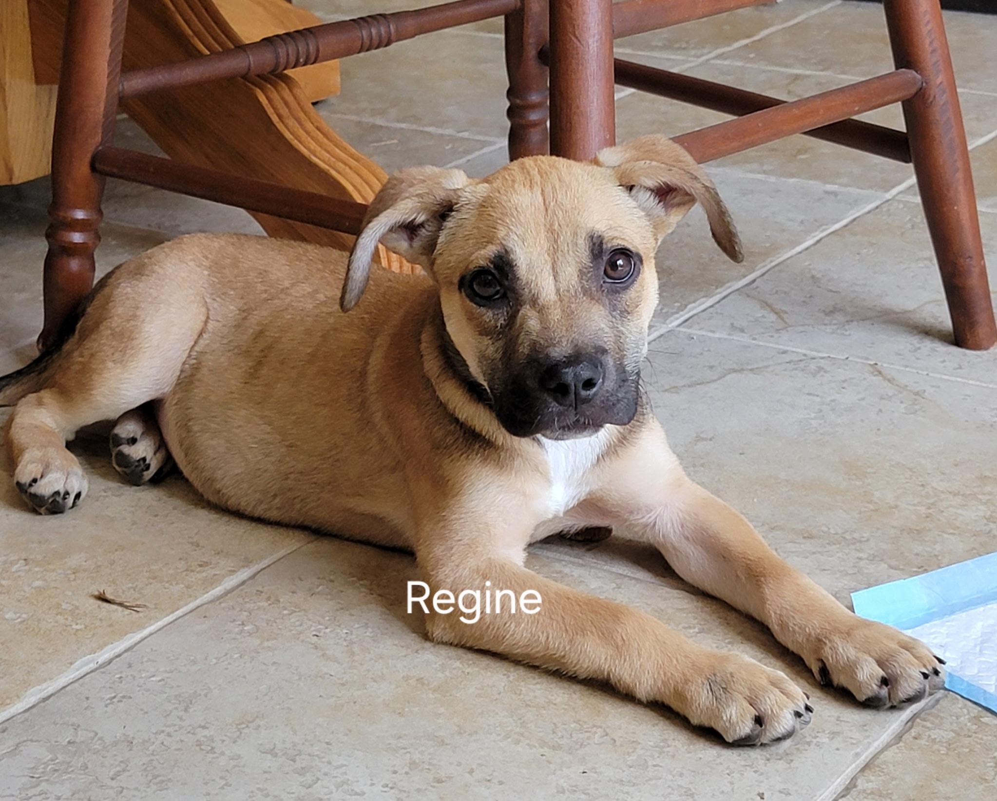 Regine , a ADOPTABLE mixed breed in St. Augustine, FL image 1/3