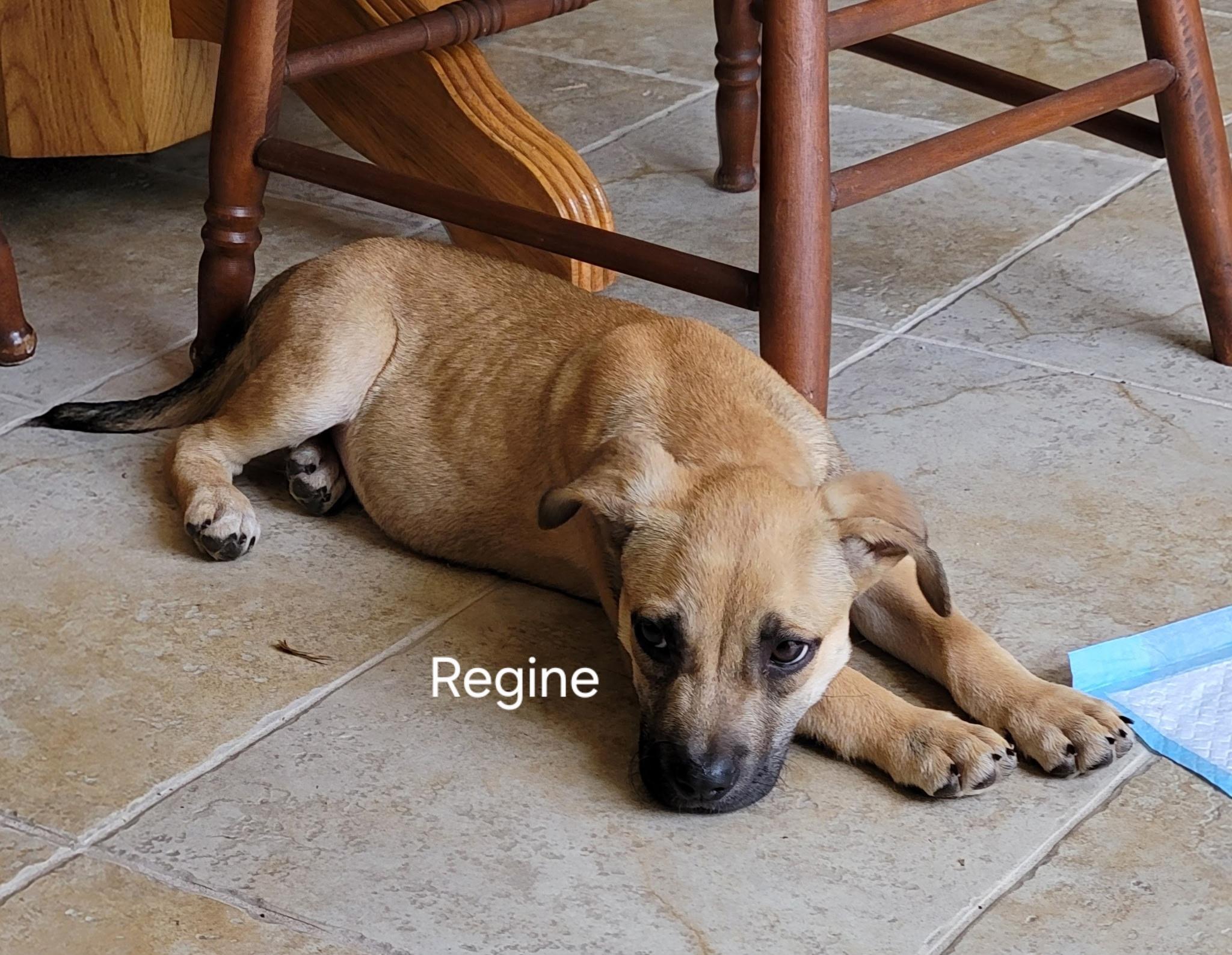 Regine , a ADOPTABLE mixed breed in St. Augustine, FL image 2/3