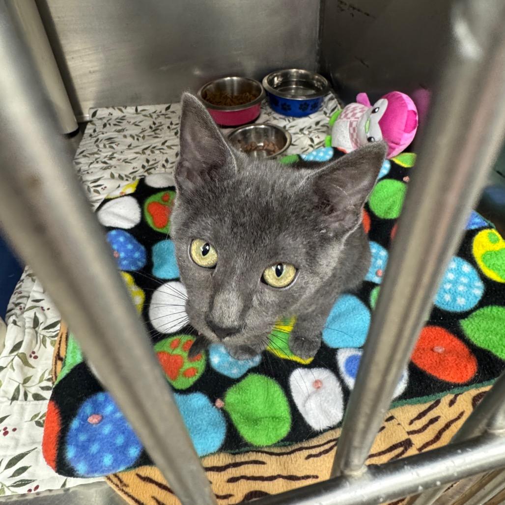 Enlarge Brooke, a Adoptable Domestic Short Hair in Redwood Falls, MN image 1/2