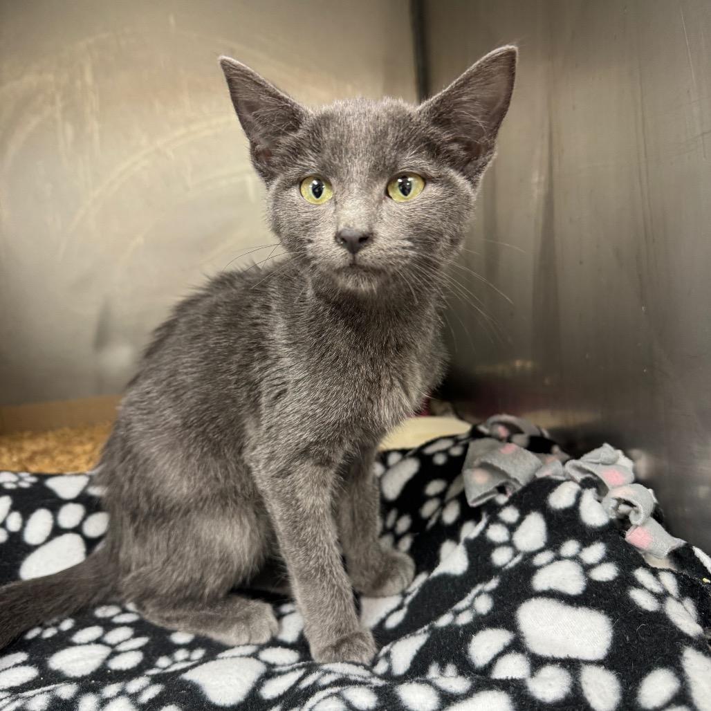 Enlarge Brooke, a Adoptable Domestic Short Hair in Redwood Falls, MN image 2/2