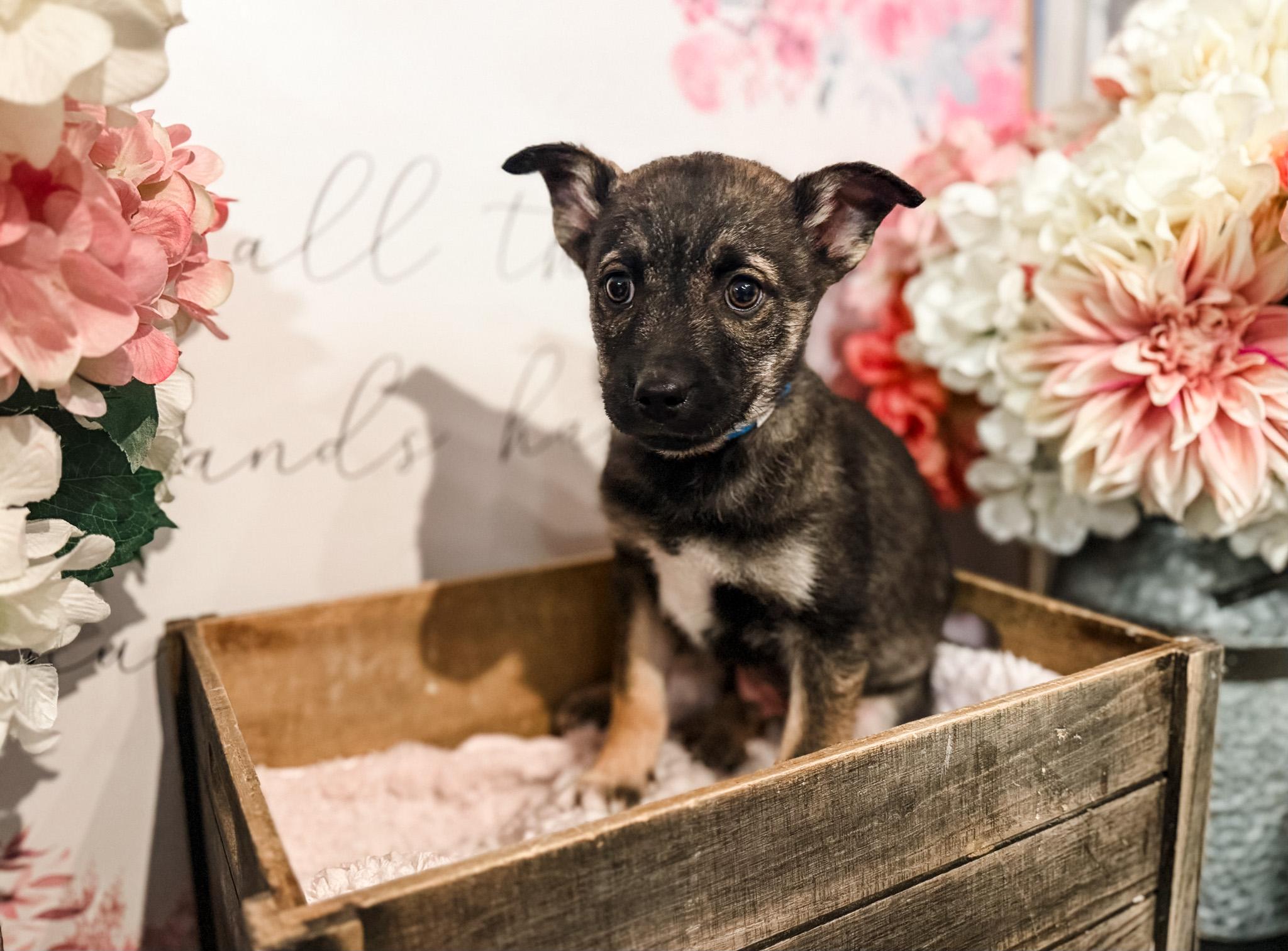 Lucian, Adoptable, Puppy Male Australian Shepherd.
