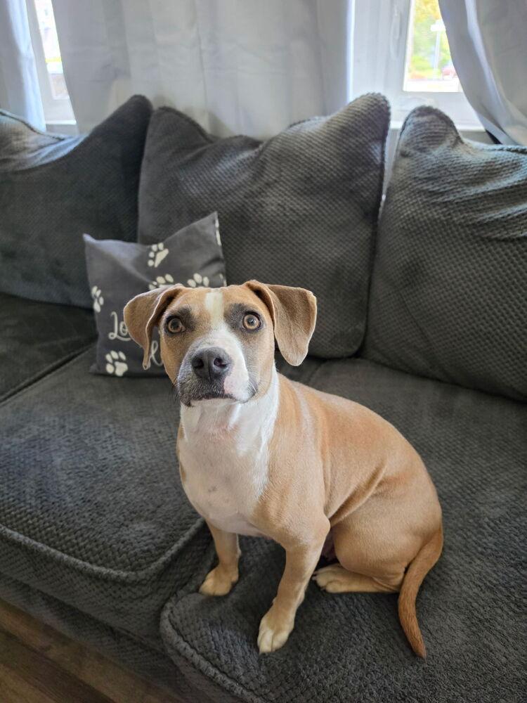Enlarge June, a Adoptable mixed breed in Willingboro, NJ image 5/6