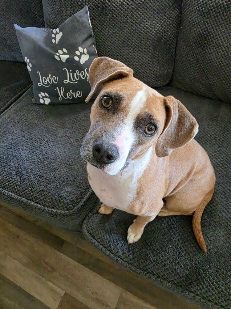Enlarge June, a Adoptable mixed breed in Willingboro, NJ image 6/6