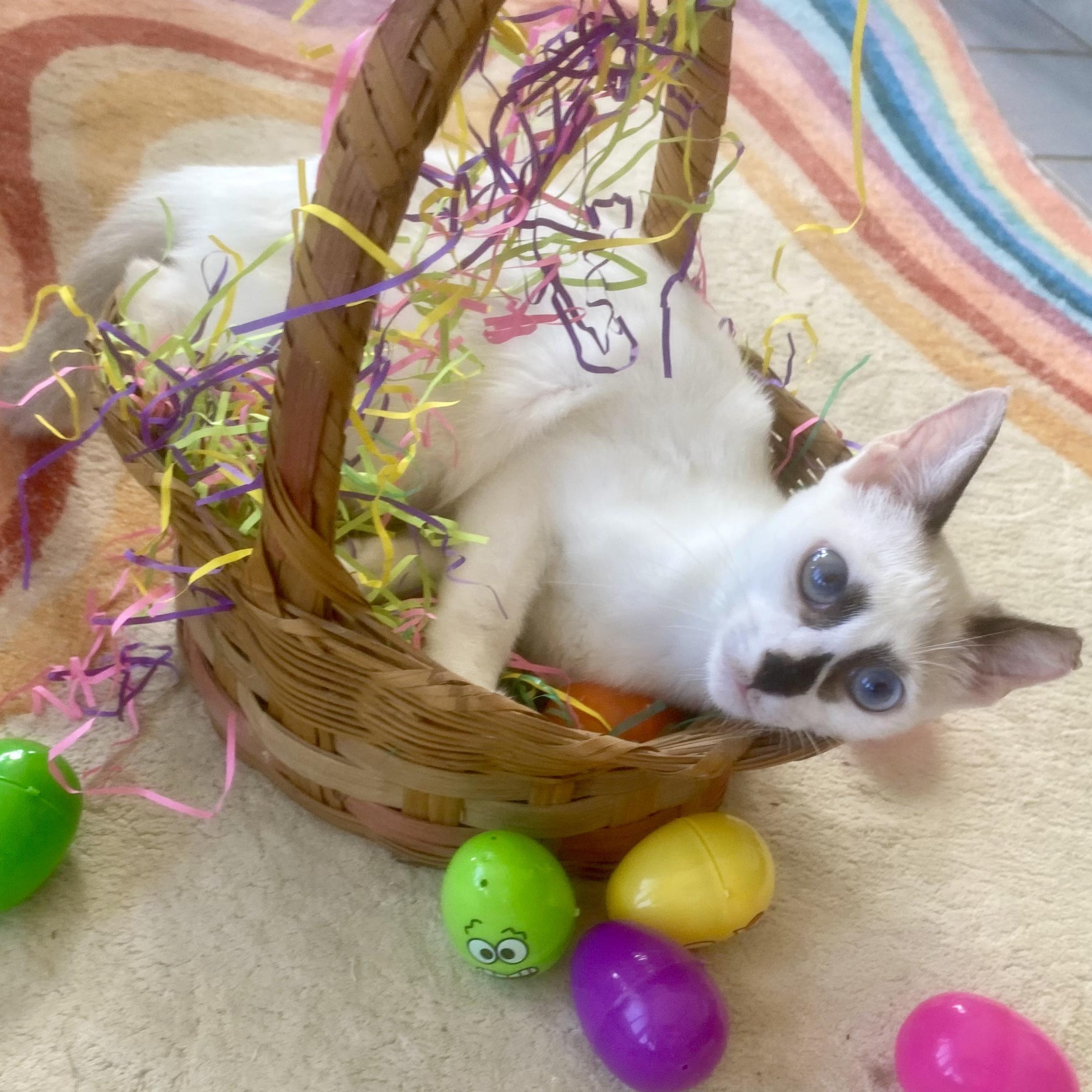 Panda, ADOPTABLE, Young Female Siamese & Domestic Short Hair.