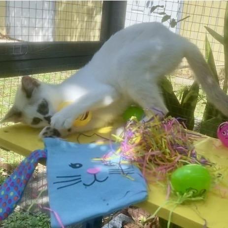 Enlarge Panda, a ADOPTABLE mixed breed in Christiansted, VI image 3/6