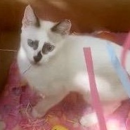 Enlarge Panda, a ADOPTABLE mixed breed in Christiansted, VI image 2/6