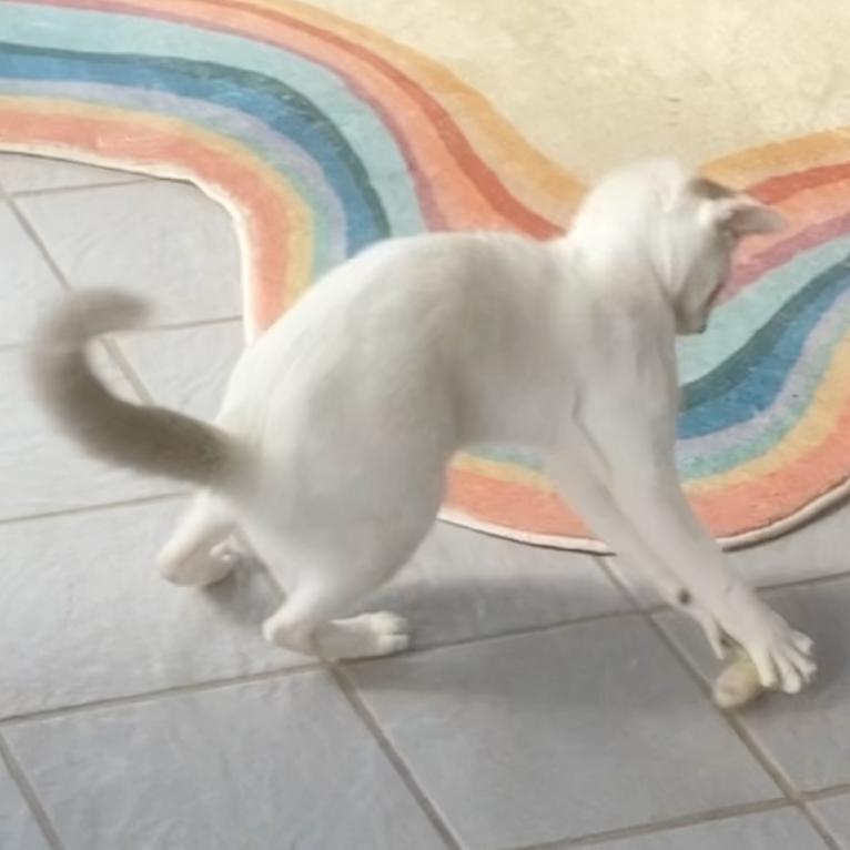 Enlarge Panda, a ADOPTABLE mixed breed in Christiansted, VI image 4/6