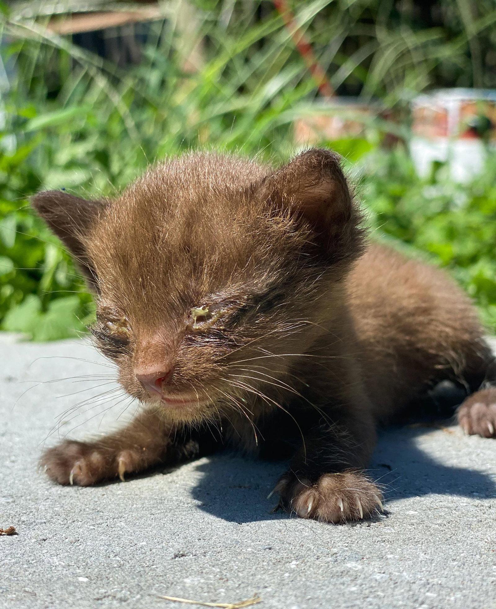 Enlarge KAHLUA, a Adopted Domestic Short Hair in Flint Hill, VA image 2/3