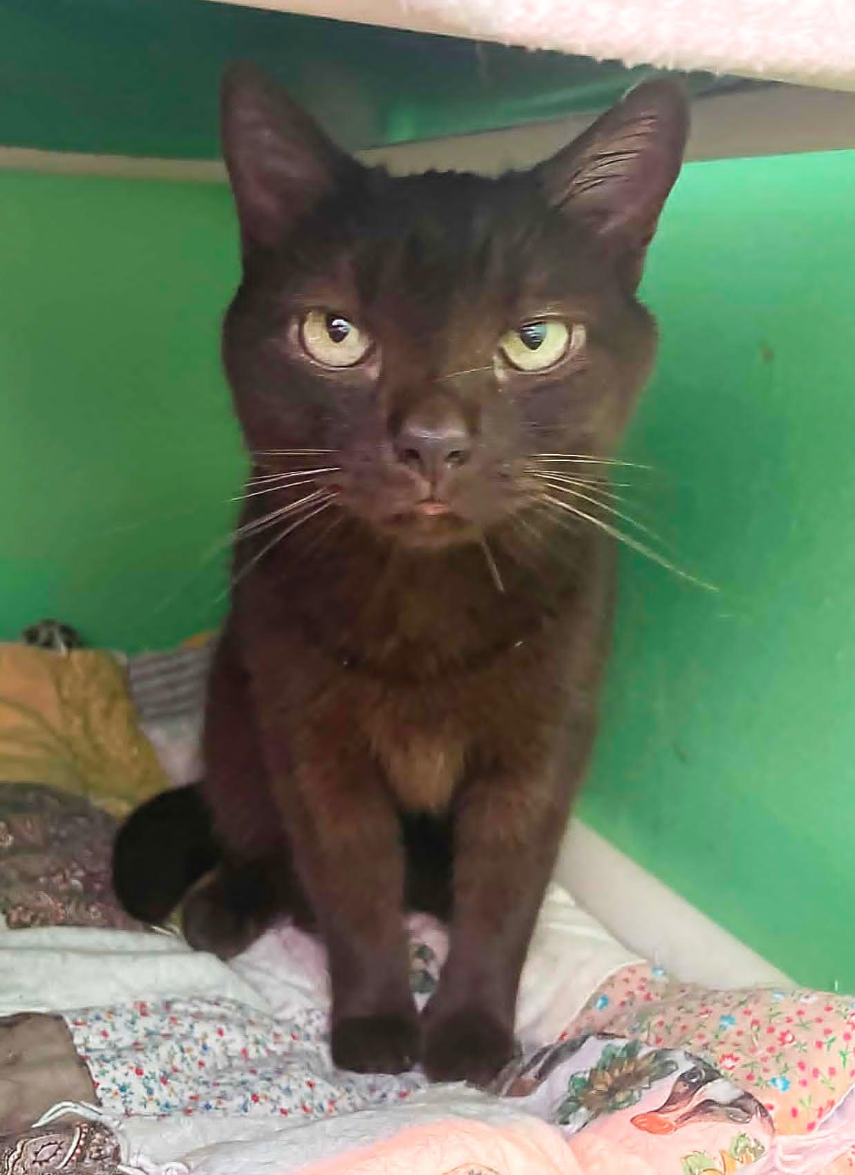 Enlarge KAHLUA, a Adopted Domestic Short Hair in Flint Hill, VA image 3/3