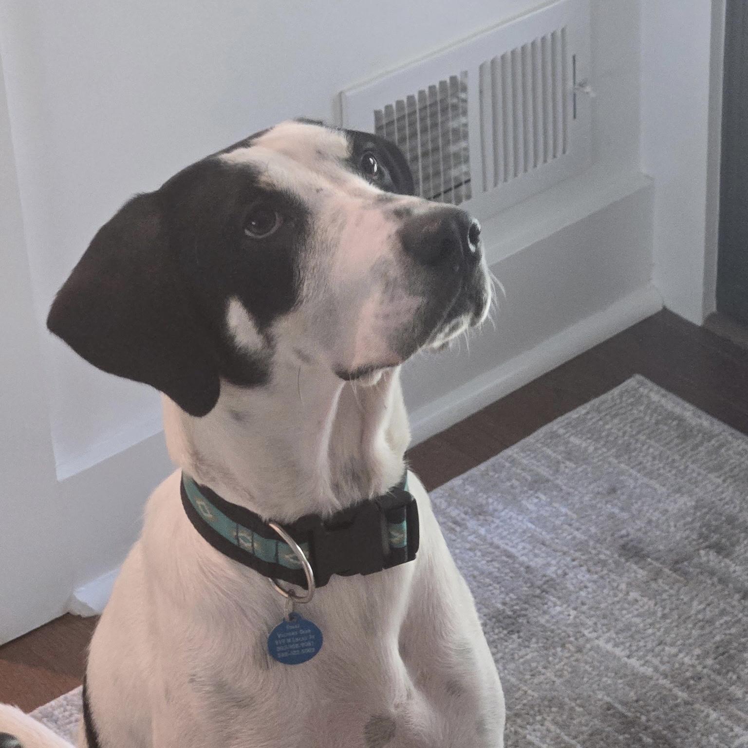 Sadie, Adoptable, Adult Female Hound.