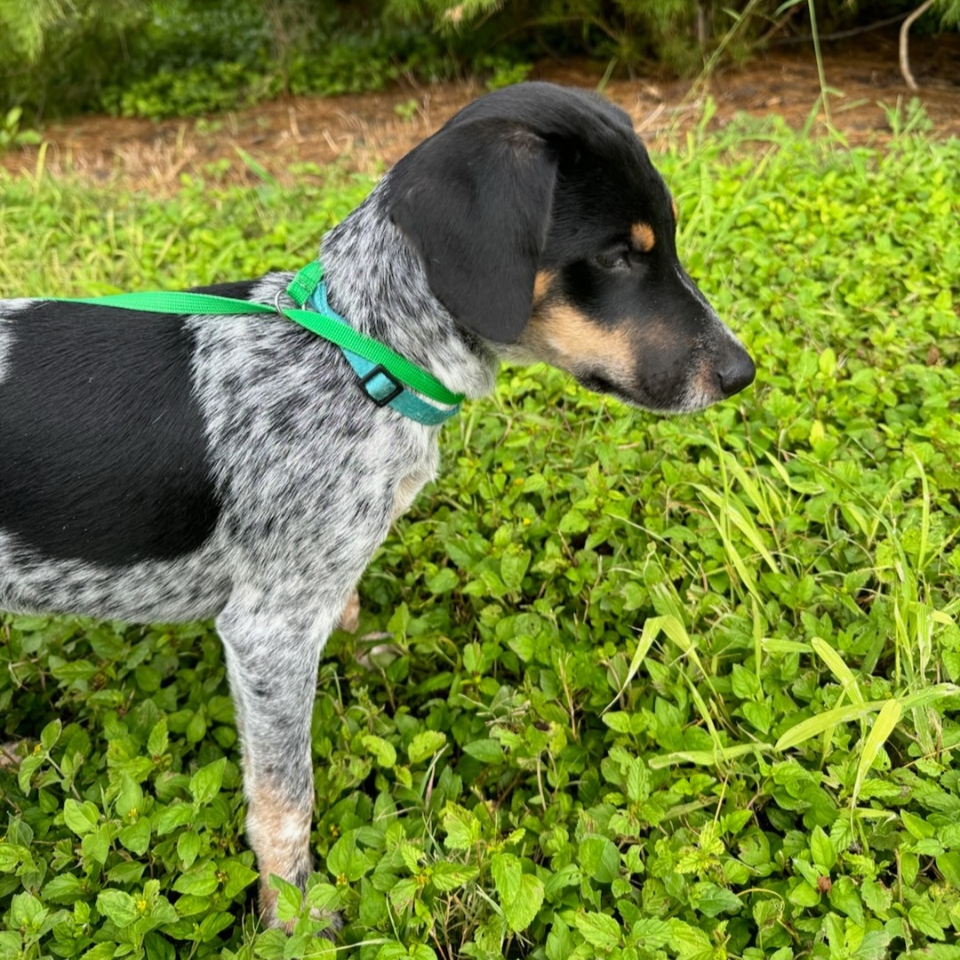Dog for adoption Boomer, a Pointer & Terrier Mix in Erie, PA Petfinder