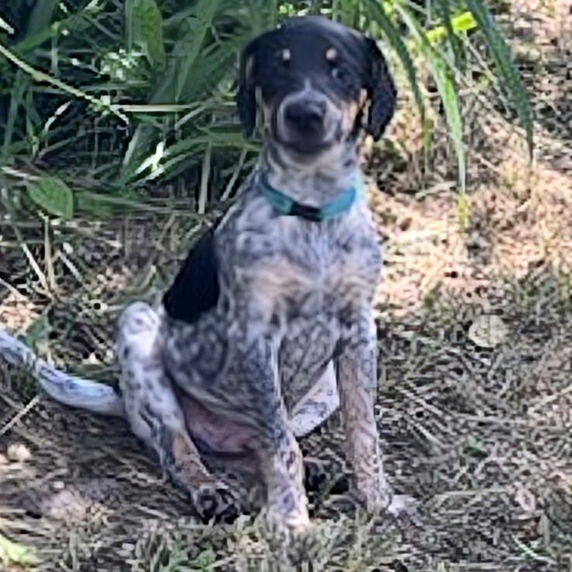 Dog for adoption Boomer, a Pointer & Terrier Mix in Erie, PA Petfinder
