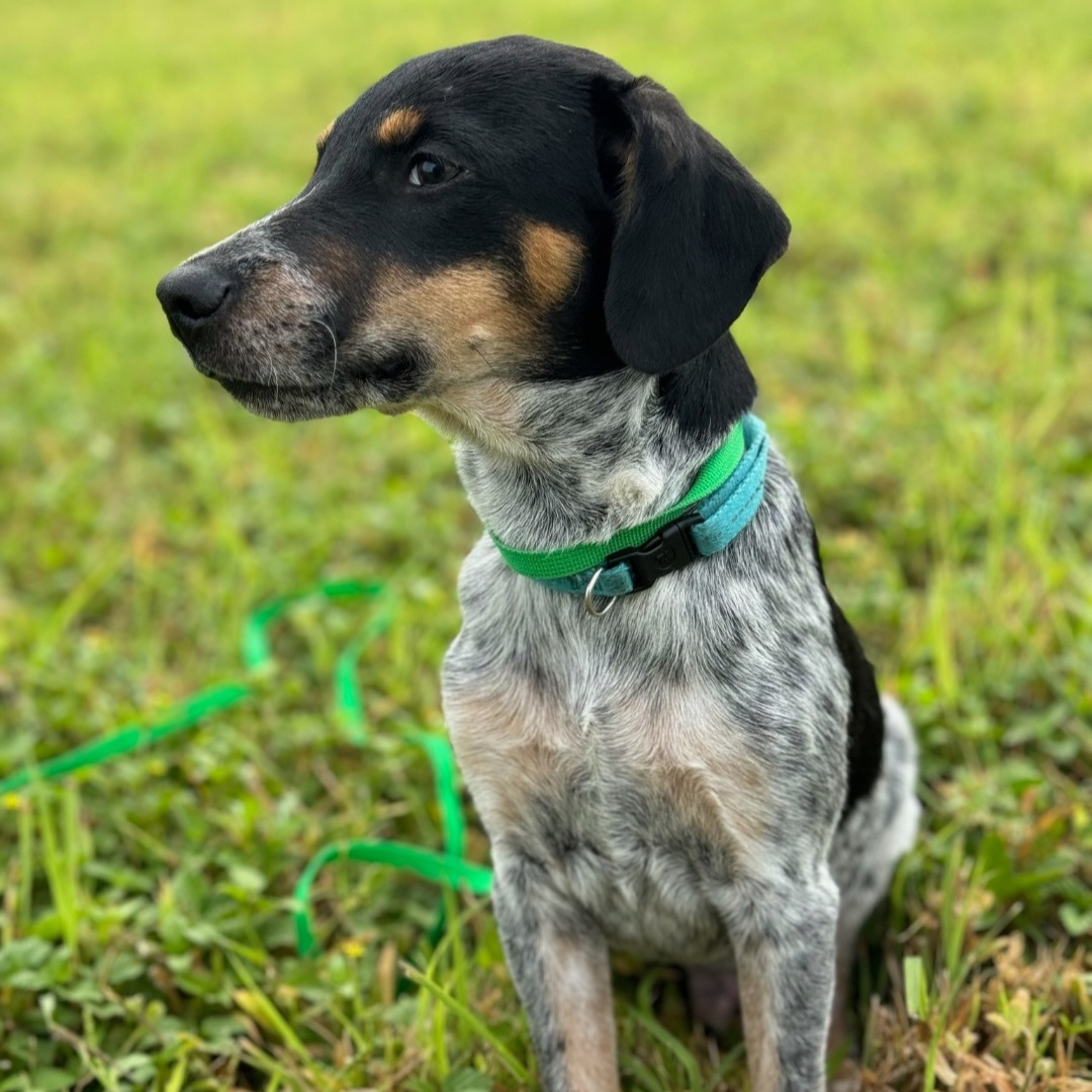 Dog for adoption Boomer, a Pointer & Terrier Mix in Erie, PA Petfinder