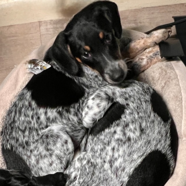 Dog for adoption Boomer, a Pointer & Terrier Mix in Erie, PA Petfinder