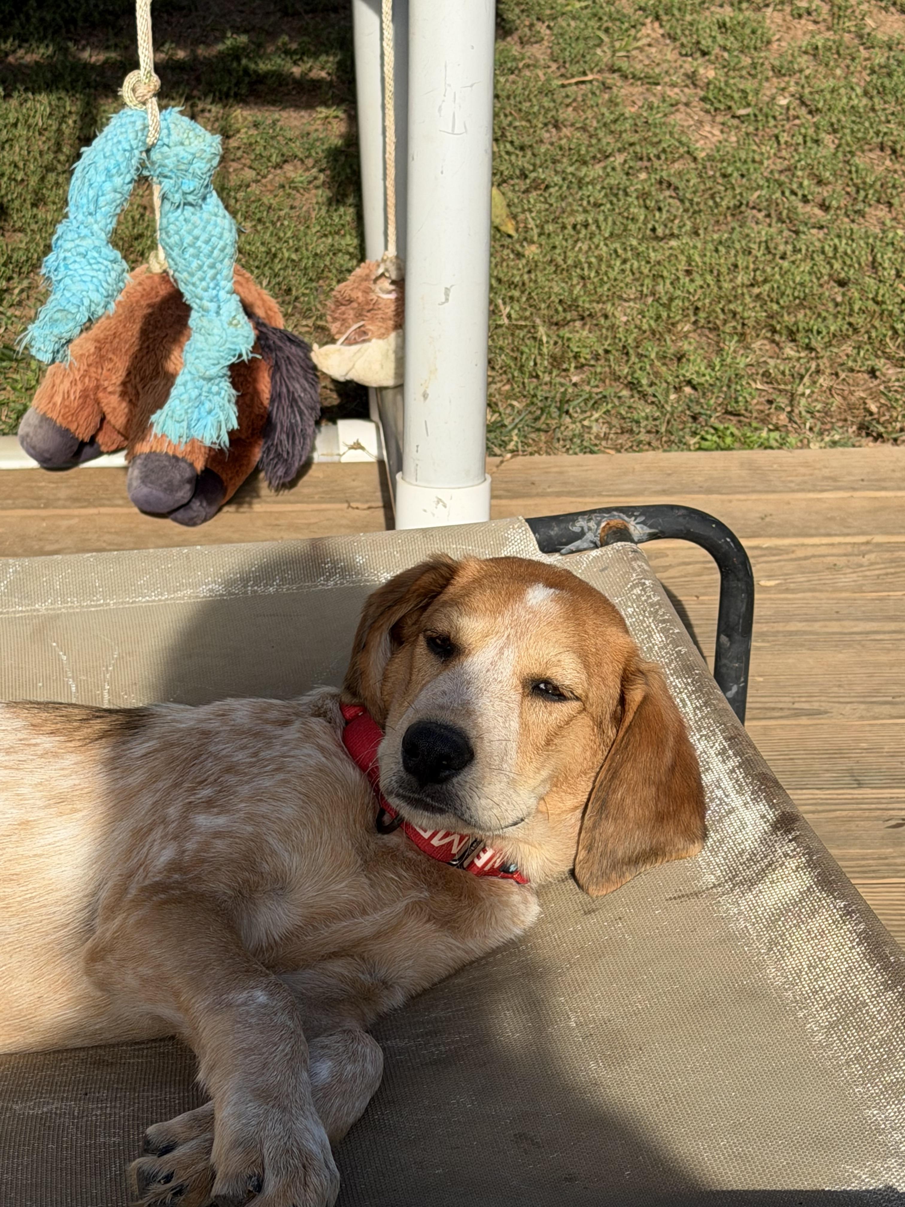 Enlarge Coral, a Adoptable mixed breed in Stuarts Draft, VA image 2/5
