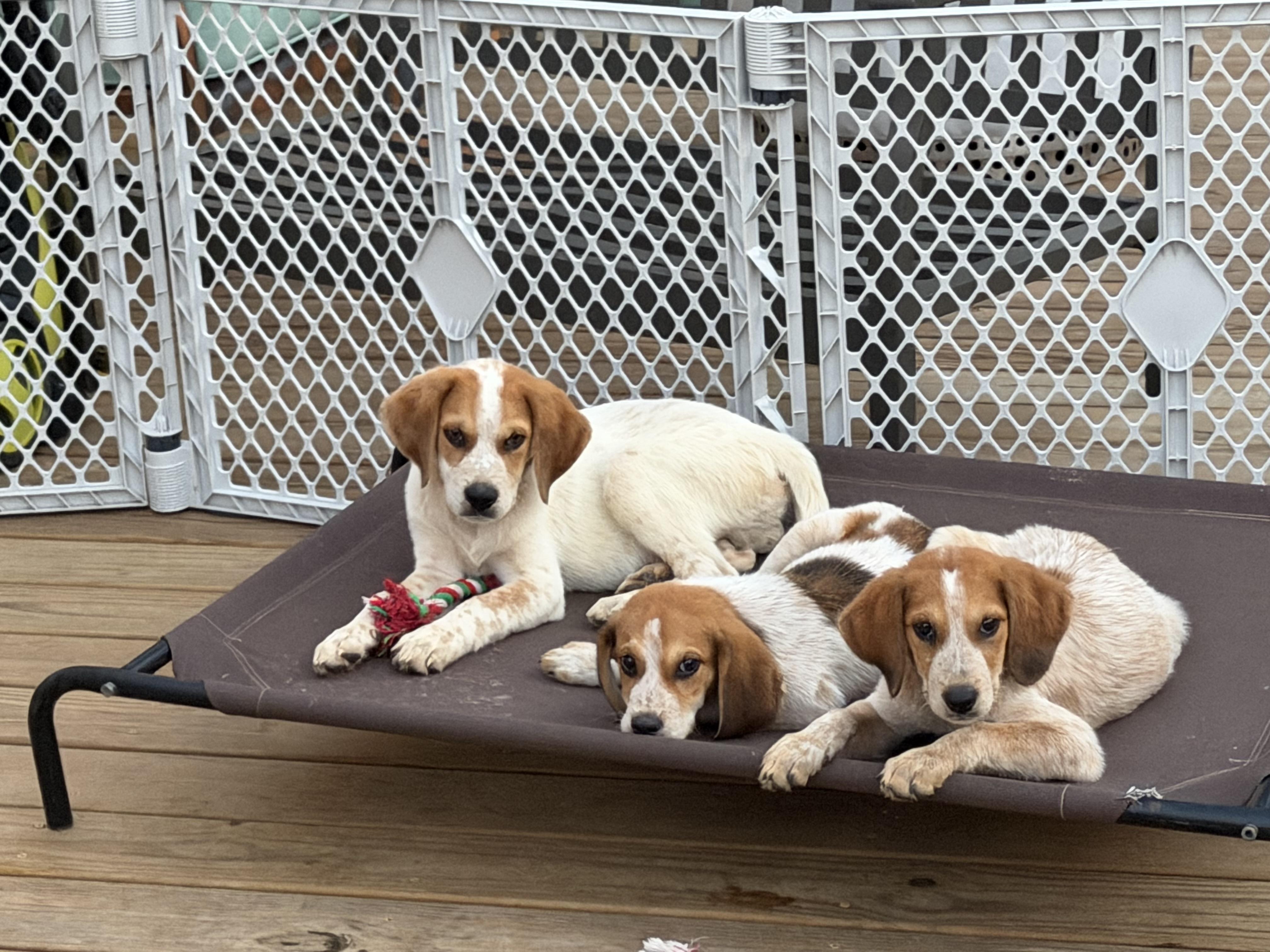 Enlarge Coral, a Adoptable mixed breed in Stuarts Draft, VA image 4/5
