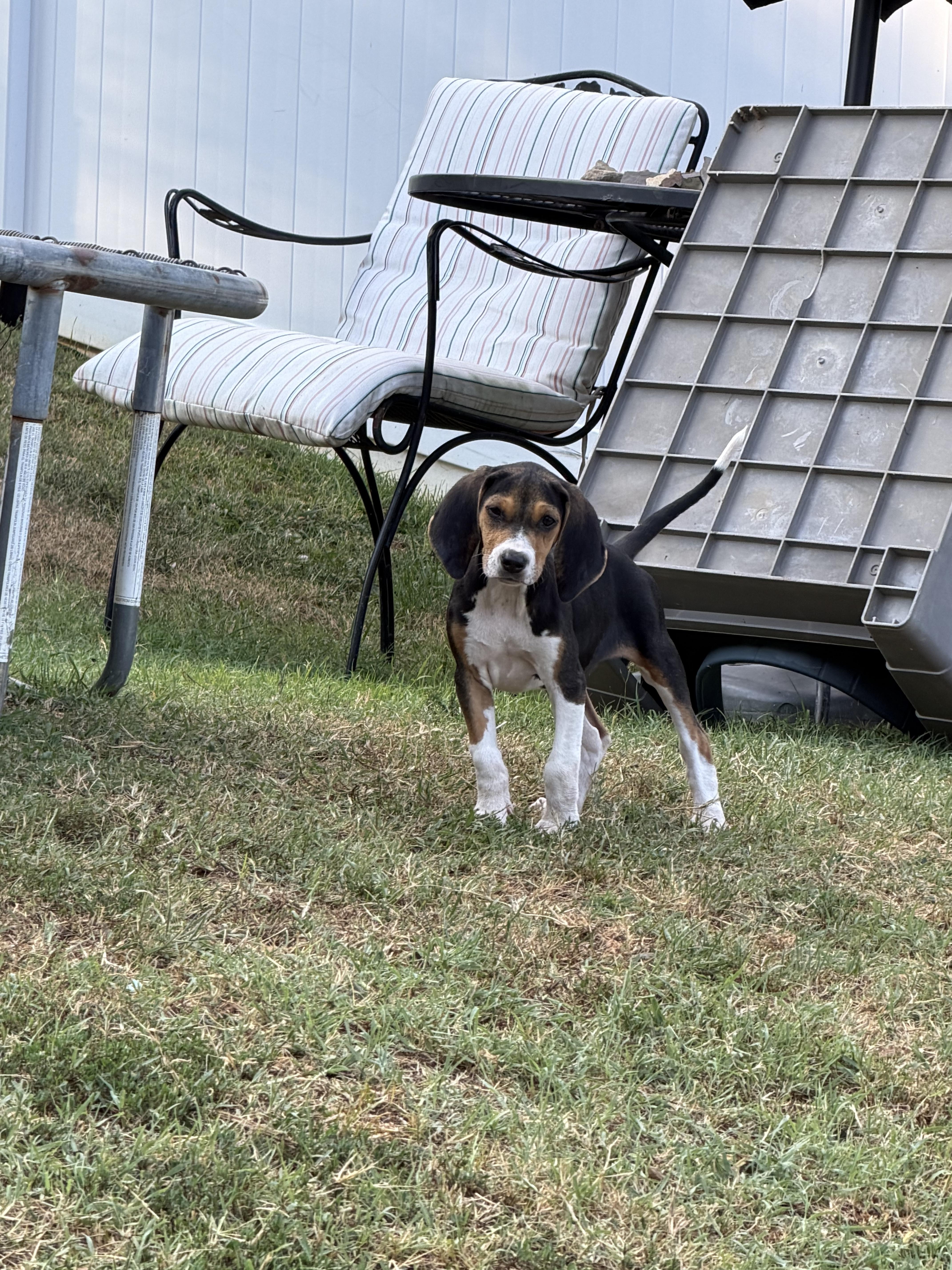 Enlarge Coral, a Adoptable mixed breed in Stuarts Draft, VA image 3/5
