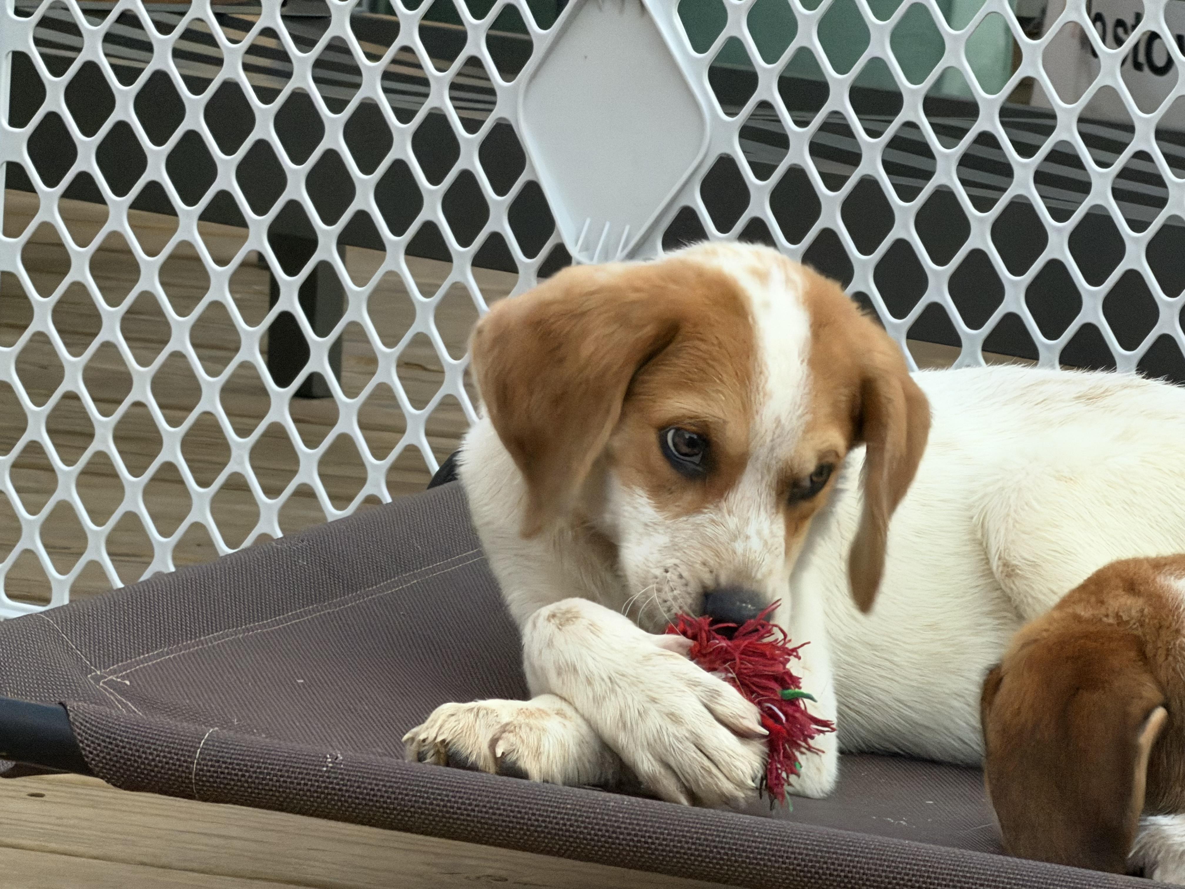 Enlarge Coral, a Adoptable mixed breed in Stuarts Draft, VA image 5/5