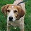 Coral, Adoptable, Puppy Female Hound.
