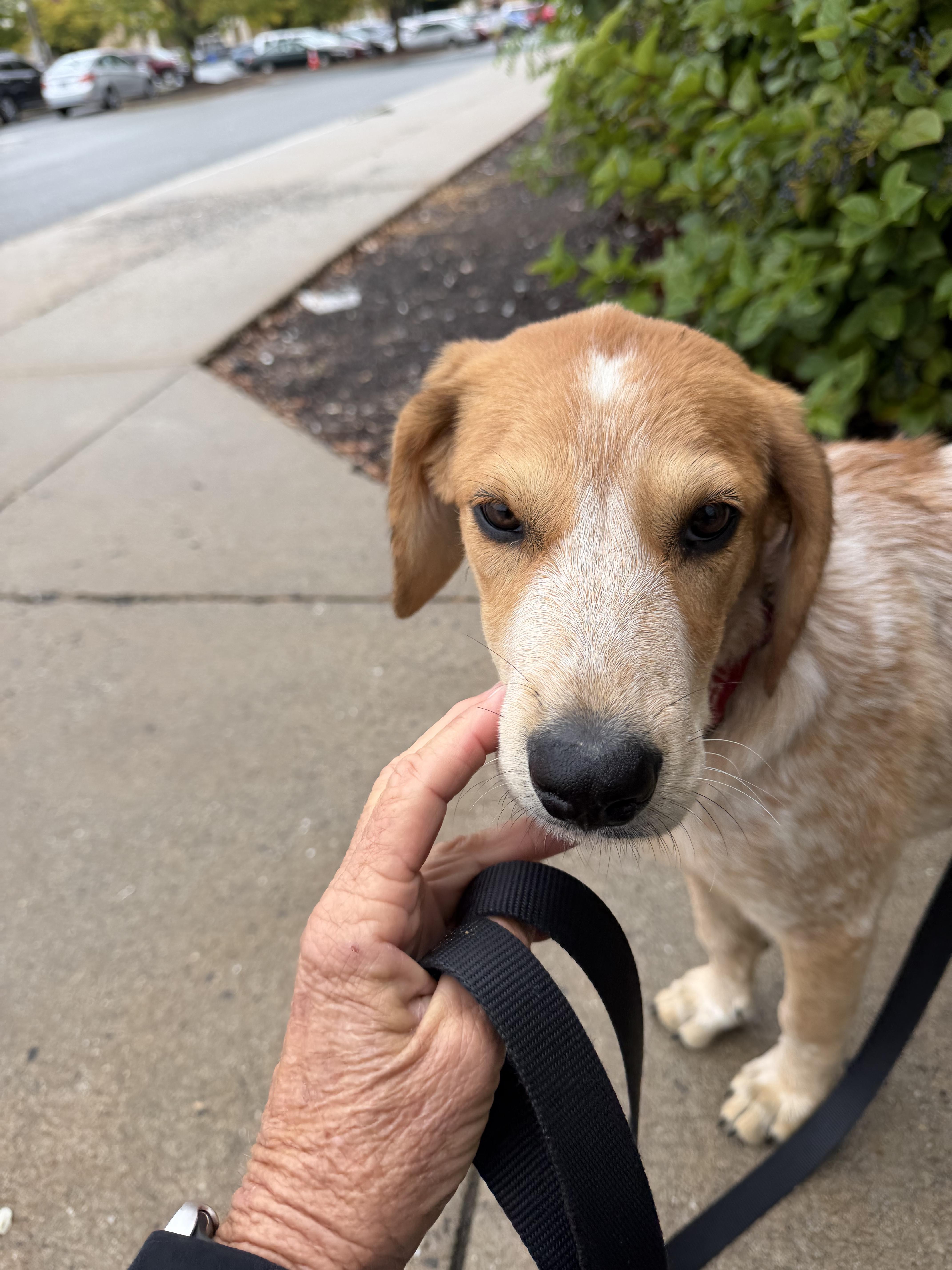Coral, Adoptable, Puppy Female Hound.