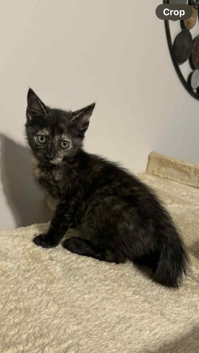 Enlarge Minnie, a Adopted mixed breed in Cordova, TN image 2/4