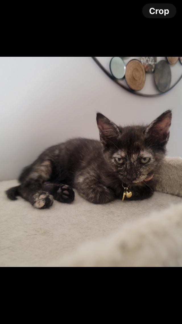 Enlarge Minnie, a Adopted mixed breed in Cordova, TN image 1/4