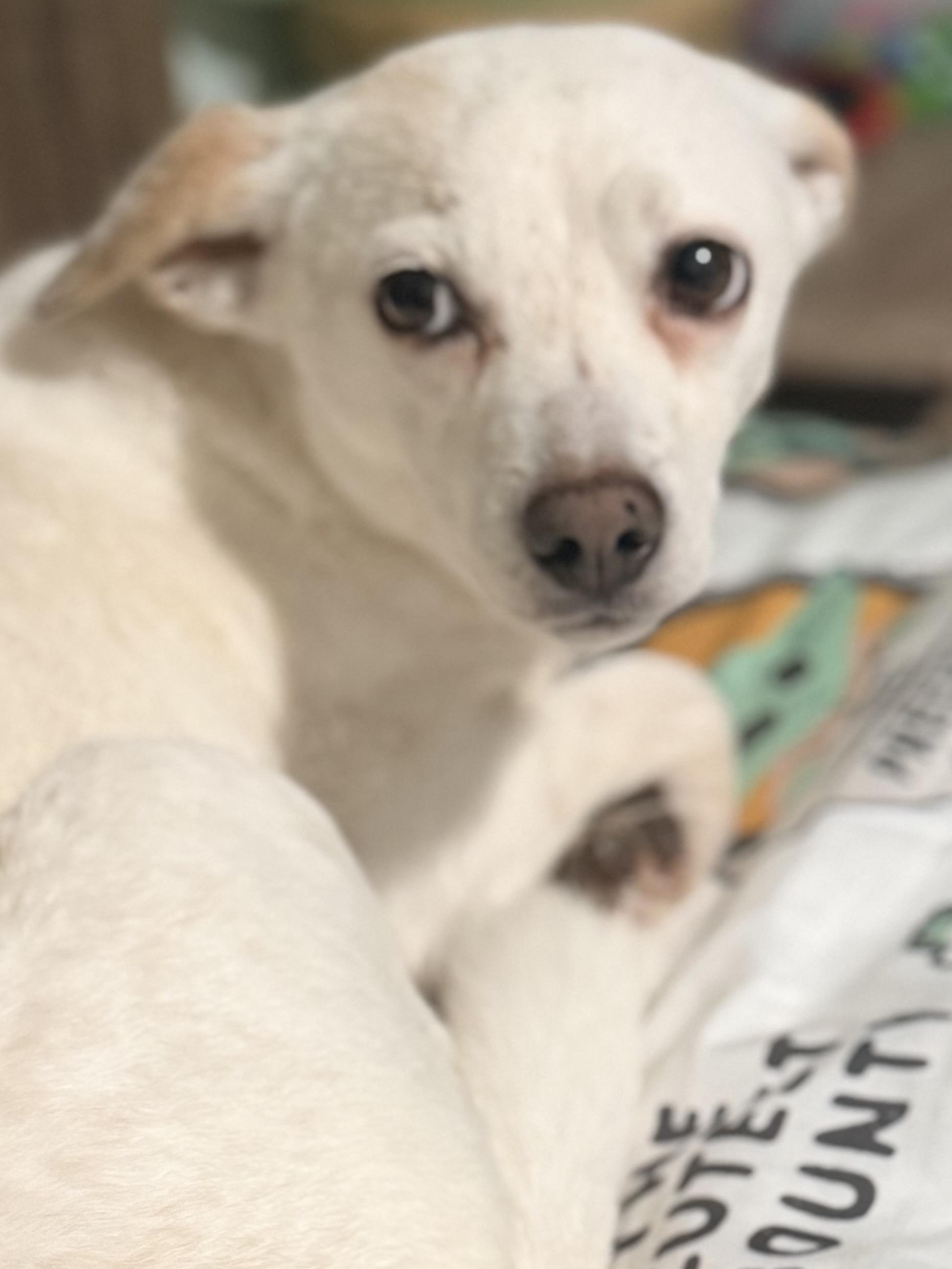 Missy, a ADOPTABLE mixed breed in valley springs, CA image 2/4