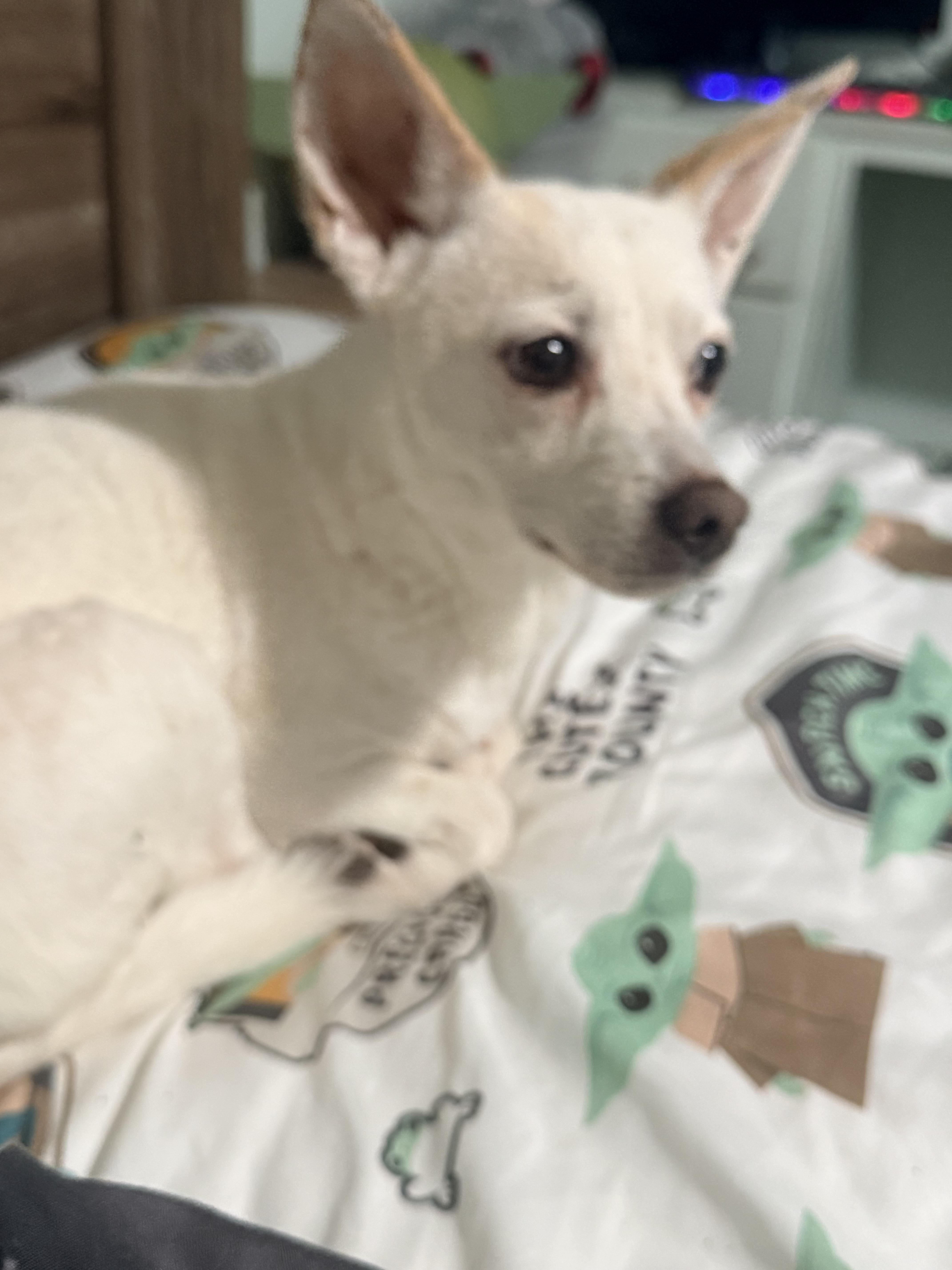 Missy, a ADOPTABLE mixed breed in valley springs, CA image 3/4