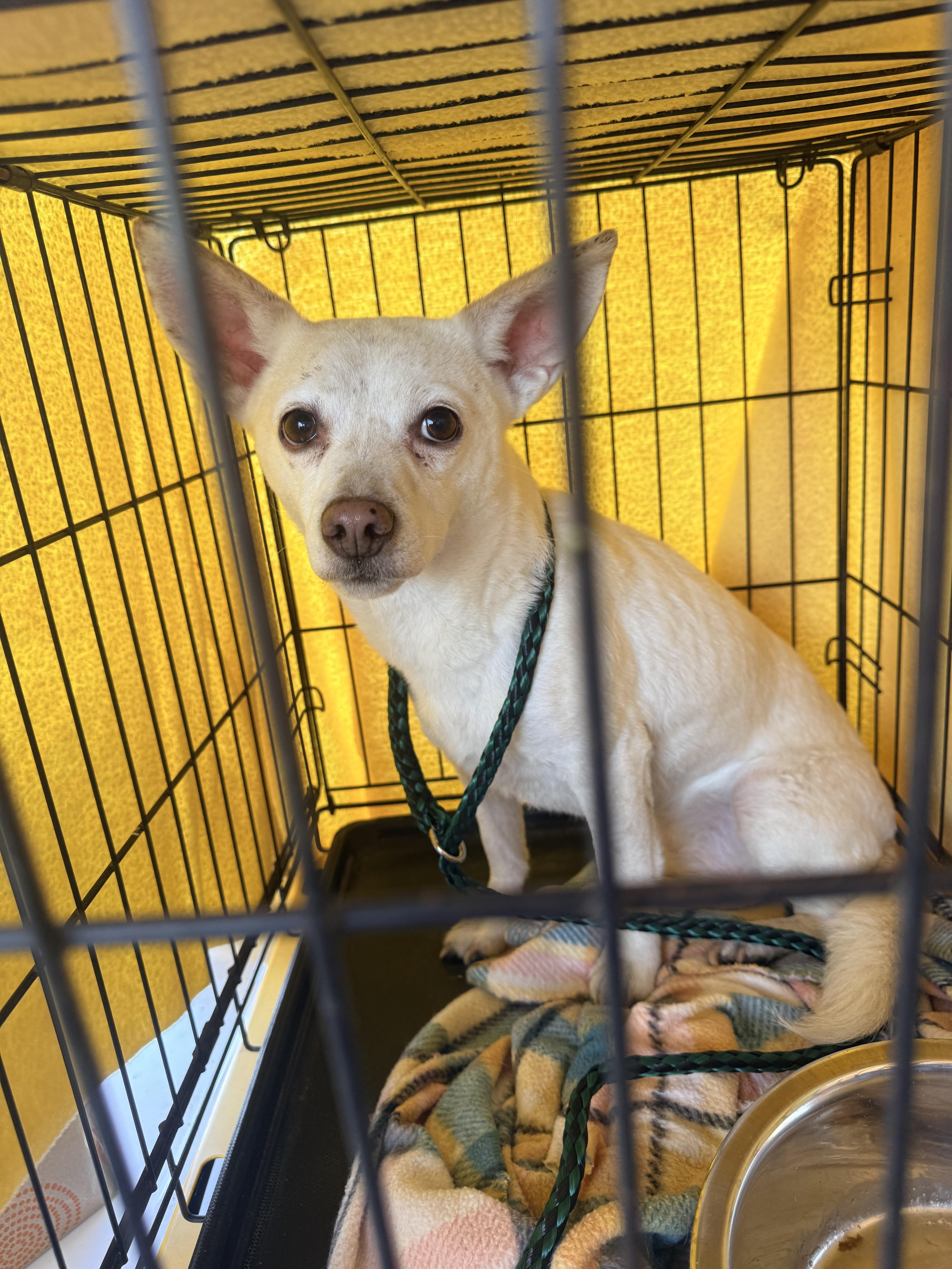 Missy, a ADOPTABLE mixed breed in valley springs, CA image 4/4