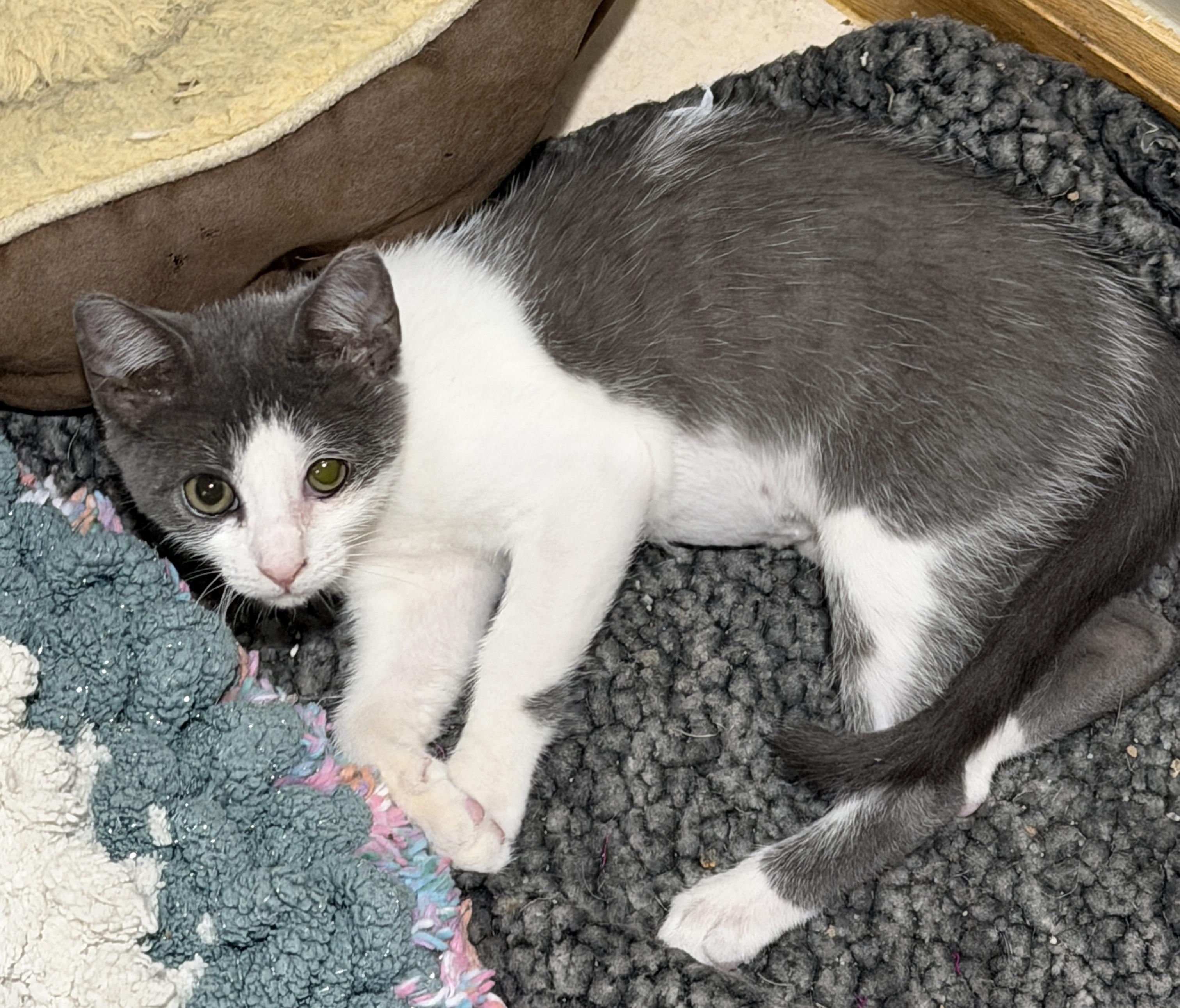 Basalt , ADOPTABLE, Kitten Female Domestic Short Hair.