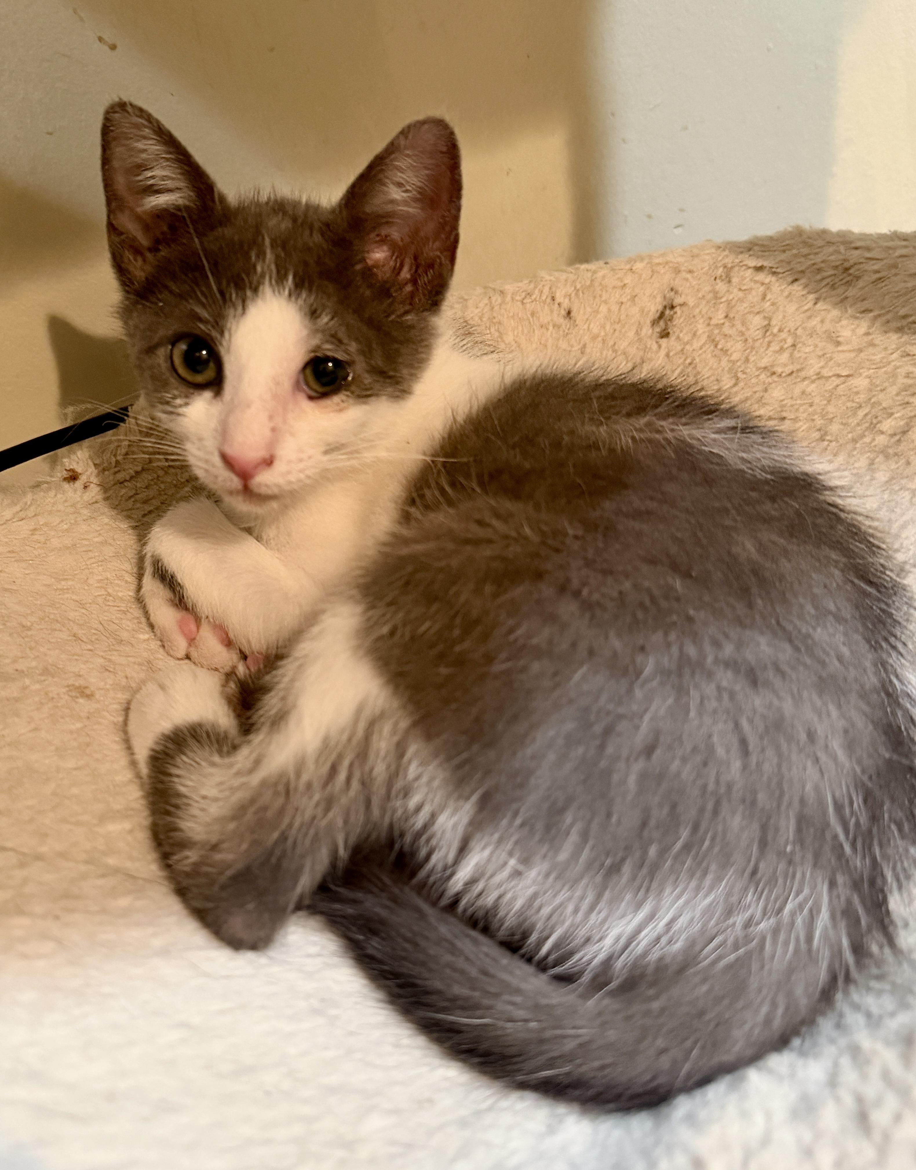 Basalt , ADOPTABLE, Kitten Female Domestic Short Hair.
