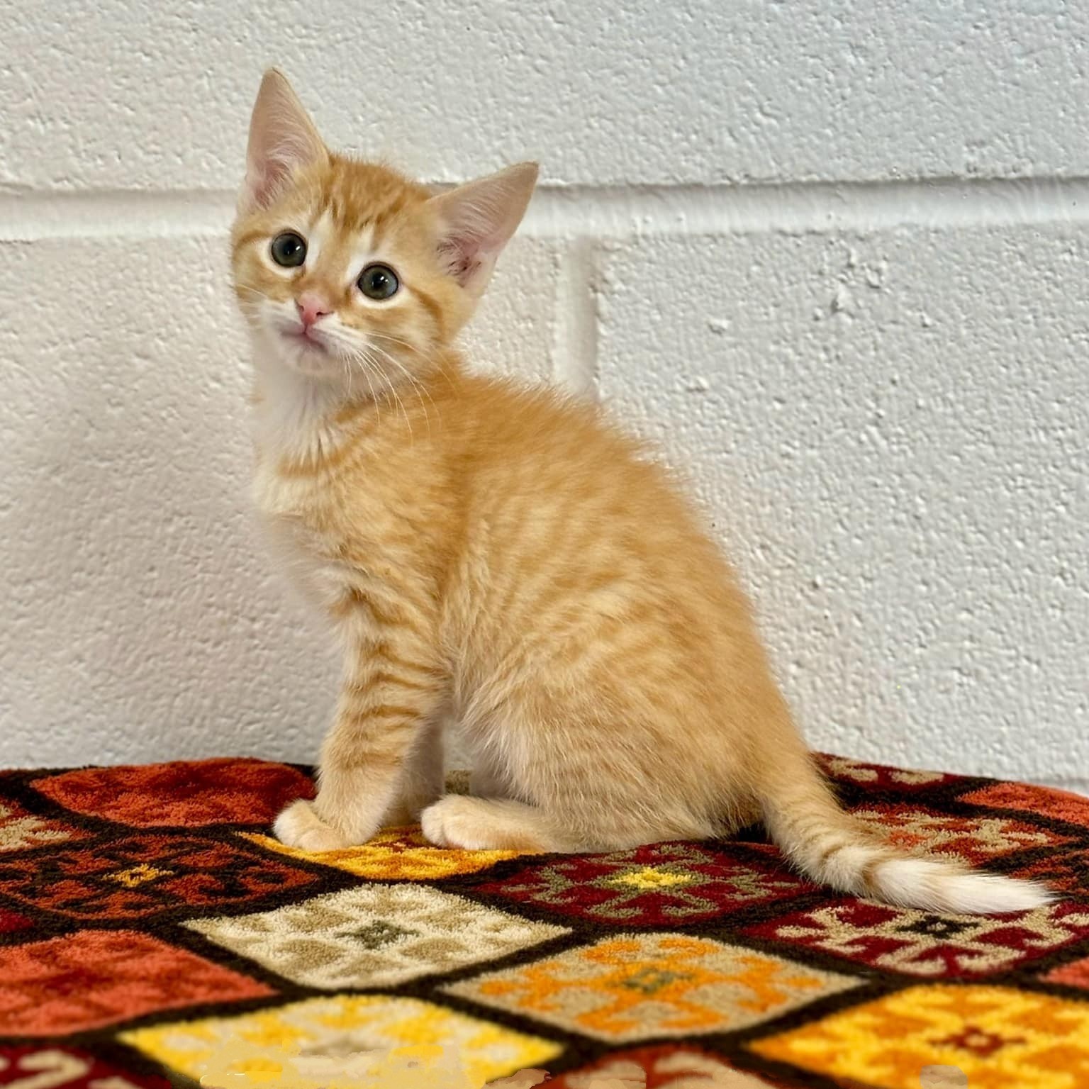 Cat for adoption Frankenberry, a Domestic Short Hair in Walnut Cove