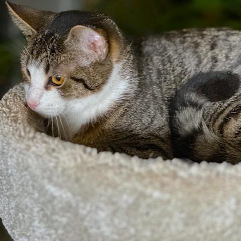 Enlarge TANGY - TERRIFIC TIGER!, a Adoptable mixed breed in Danbury, CT image 6/6